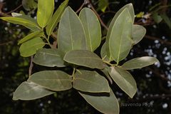 Diospyros paniculata